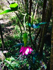 Passiflora loxensis
