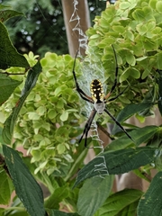 Argiope aurantia