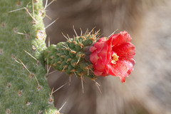 Consolea moniliformis