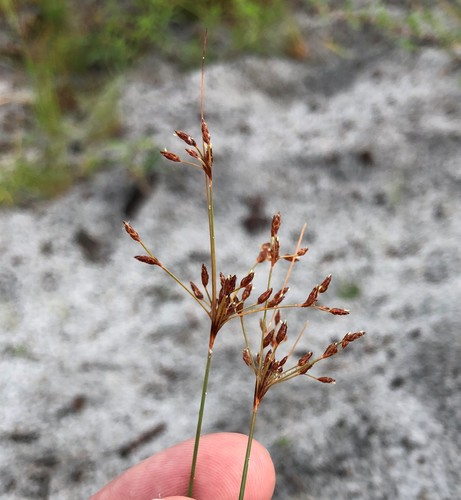 Bulbostylis ciliatifolia var. coarctata
