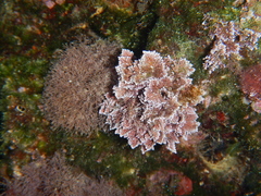 Ellisolandia elongata