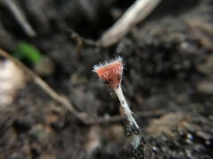Microstoma floccosum