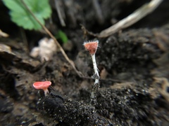 Microstoma floccosum