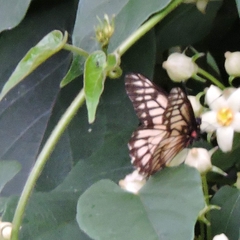 Catasticta nimbice bryson