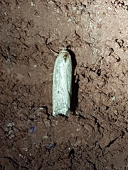 Gonioterma mistrella