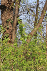 Hippocrepis emerus emerus