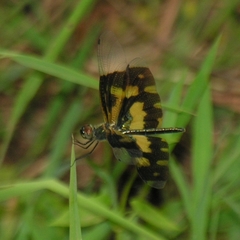 Rhyothemis variegata
