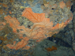 Spirastrella cunctatrix