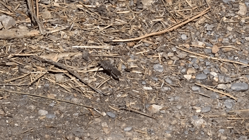 Crackling Forest Grasshopper photo 3