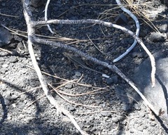 Sceloporus graciosus