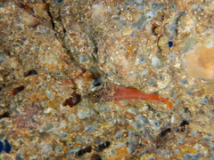 Tripterygion melanurus