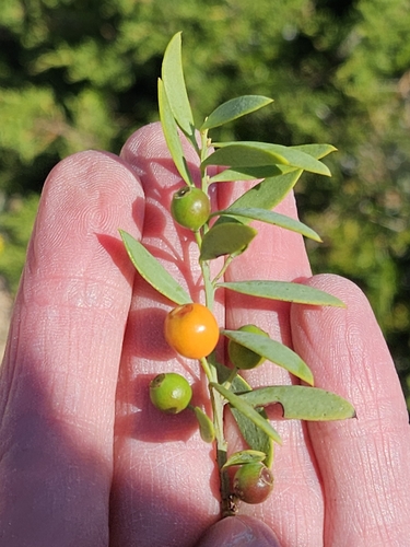 Image of Osyris lanceolata by (c) Alessia Guggisberg, some rights reserved (CC BY-SA)