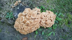 Desarmillaria caespitosa image