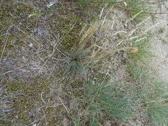 Festuca trachyphylla