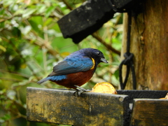 Euphonia pectoralis