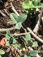 Trifolium gymnocarpon