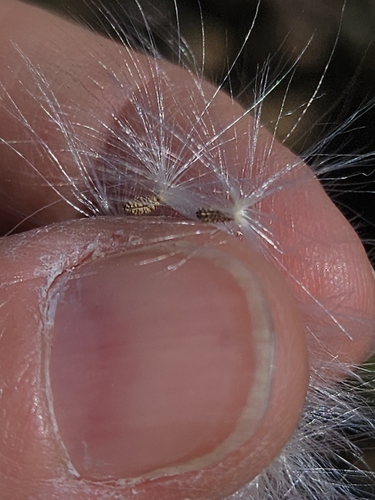 Image of Reichardia gaditana by (c) Alessia Guggisberg, some rights reserved (CC BY-SA)