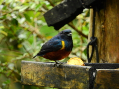 Euphonia pectoralis