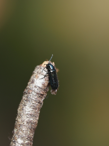 Blauer Wollhaarkäfer