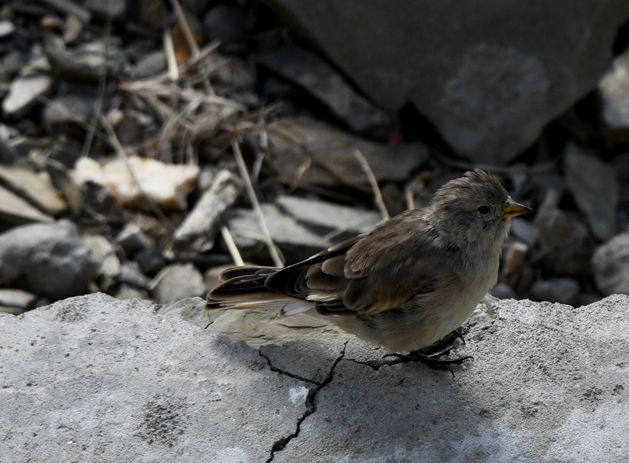 Black-winged Snowfinch