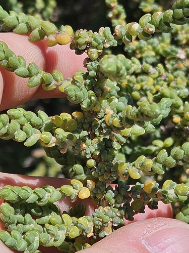 Image of Mediterranean Saltwort (Caroxylon vermiculatum) by (c) Alessia Guggisberg, some rights reserved (CC BY-SA)