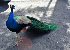 Pavo cristatus