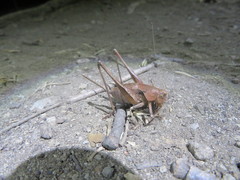 Thyreonotus corsicus