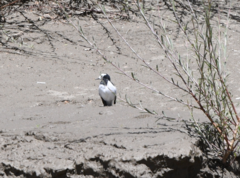 Motacilla alba alboides