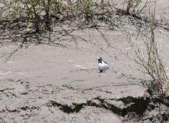 Motacilla alba alboides
