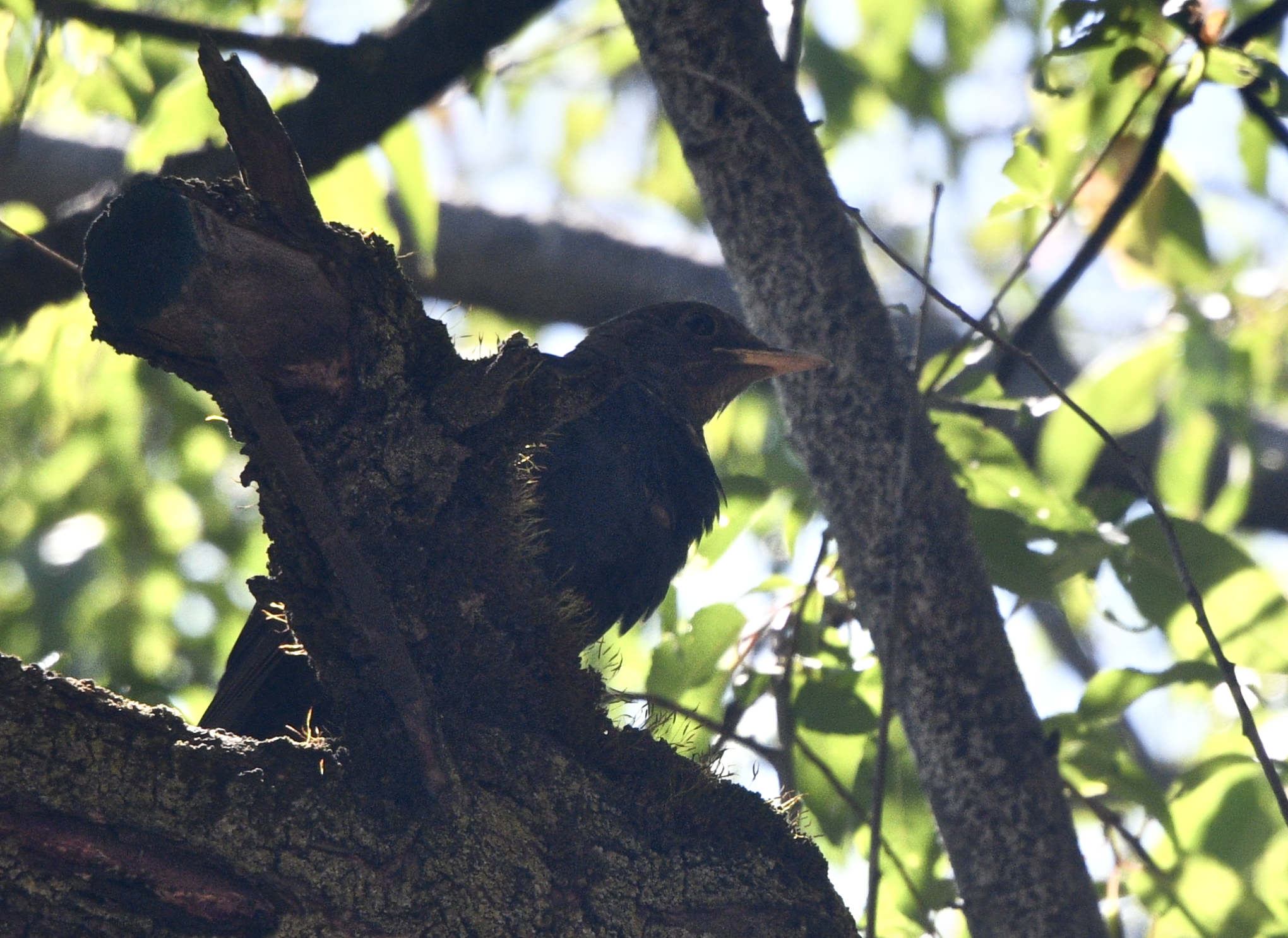 Tibetan Blackbird