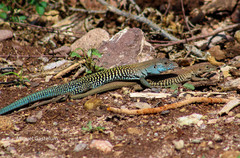 Aspidoscelis stictogrammus