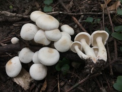 Leucopaxillus laterarius