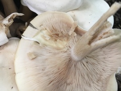 Leucopaxillus laterarius