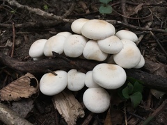 Leucopaxillus laterarius