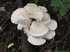 Leucopaxillus laterarius