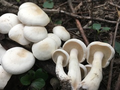 Leucopaxillus laterarius
