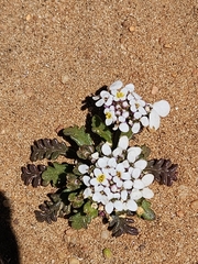Iberis pectinata