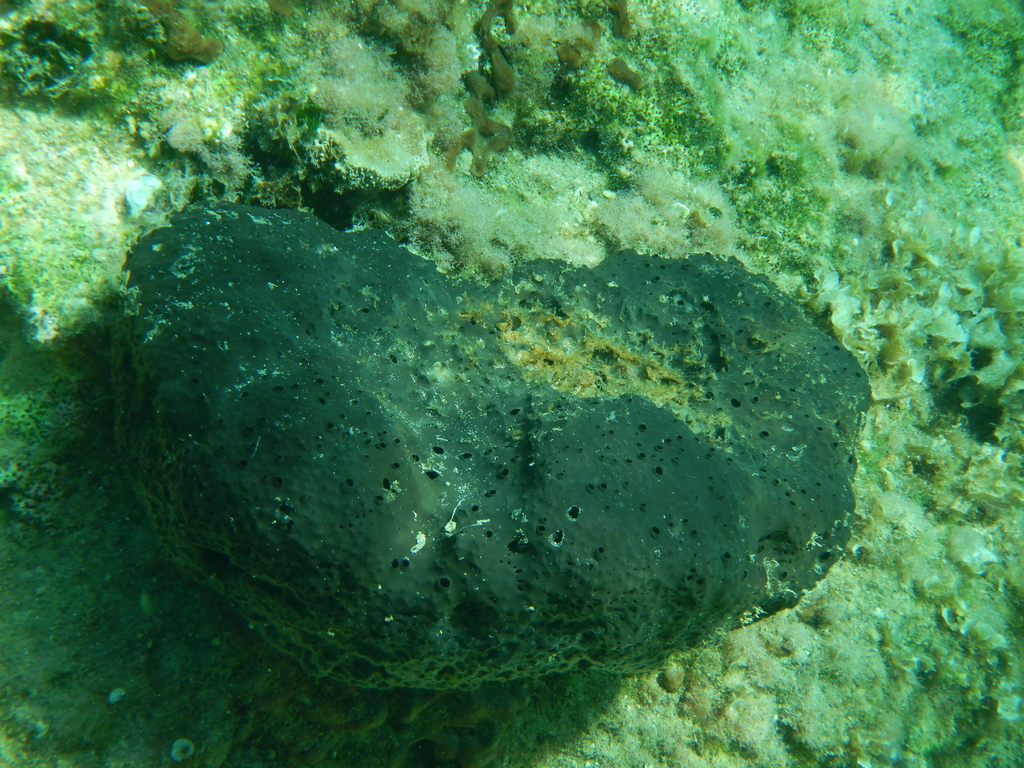 black leather sponge
