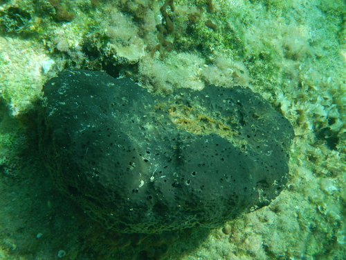 black leather sponge