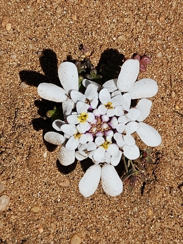 Iberis pectinata, photograph 2