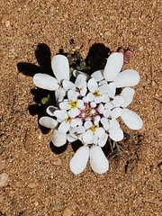 Iberis pectinata, photograph (c) Alessia Guggisberg, some rights reserved (CC BY-SA)