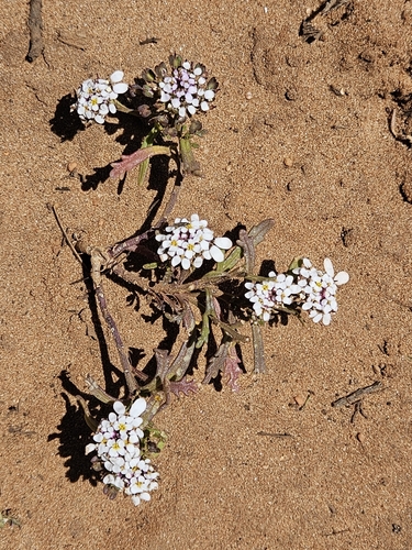 Iberis pectinata, photograph 3