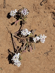 Iberis pectinata, photograph (c) Alessia Guggisberg, some rights reserved (CC BY-SA)