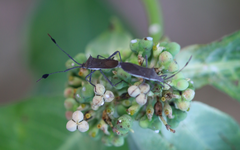 Chariesterus moestus
