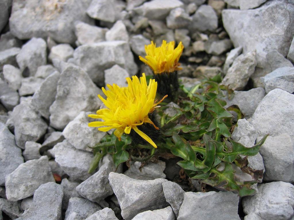 Triglav Hawksbeard