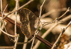 Cymothoe alcimeda alcimeda