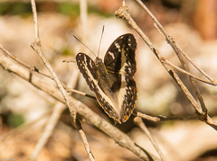 Cymothoe alcimeda alcimeda