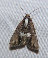Bryolymnia semifascia