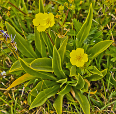 Primula fragrans