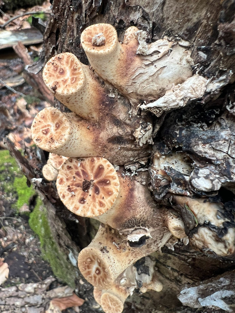 Dryad's Saddle
